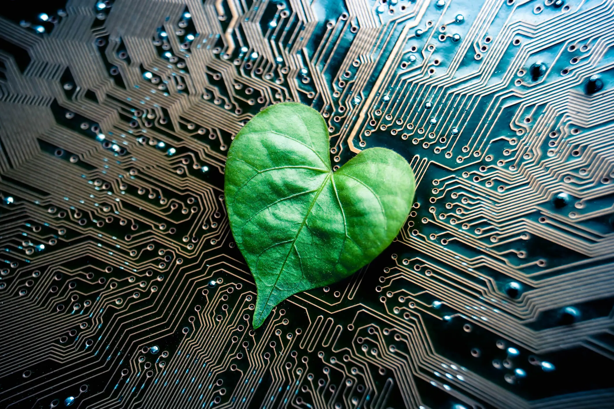 Leaf in the shape of a heart on top of a motherboard